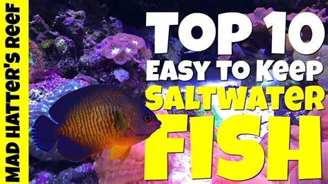 what are the easiest and cheapest fish to keep